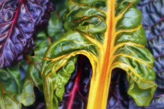 Chard (Beta vulgaris), colourful, chard leaves in different colours, green, purple, orange, red