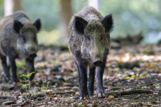 Wild boar (Sus scrofa), Vulkaneifel, Rhineland-Palatinate, Germany, Europe