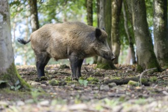 Wild boar (Sus scrofa), boar, Vulkaneifel, Rhineland-Palatinate, Germany, Europe