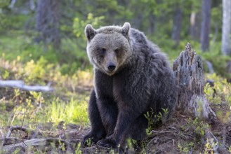 European brown bear, Karelia, Finland, Europe