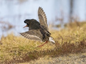 Ruff (Calidris pugnax) male in breeding plumage at lek, displaying, Pokka, Finnish Lapland