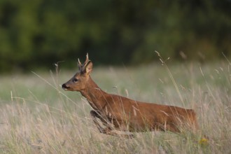 Roebuck, leaf time, Wittlich, Rhineland-Palatinate, Germany, Europe