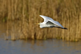 Great White Egret (Ardea alba) in flight over the water in front of a reed edge in the morning