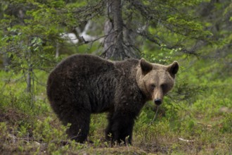 European brown bear, Karelia, Finland, Europe
