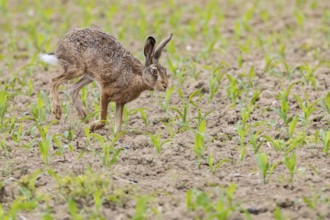 European hare (Lepus europaeus) Germany