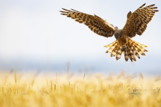 Montagu's harrier (Circus pygargus) wbl Germany