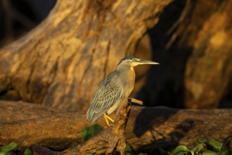Mongrove Heron (Butorides striatus) Pantanal Brazil