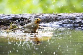 European robin (Erithacus rubecula) bathing Germany