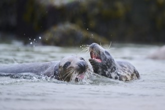 Grey seal (Halichoerus grypus) playing with each other in the water, sea, Düne, Helgoland,