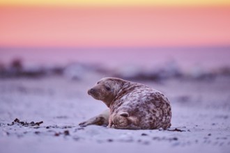 Grey seal (Halichoerus grypus) lying on the beach at sunset, Düne, Helgoland, Schleswig-Holstein,