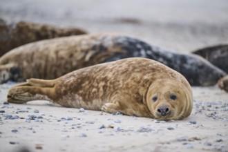 Grey seal (Halichoerus grypus) lying on the beach, Düne, Helgoland, Schleswig-Holstein, Germany,