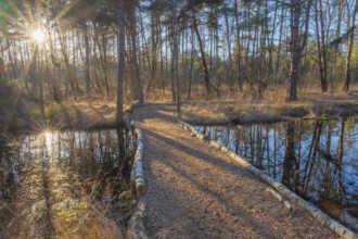 View of a backlit path in the moor adventure trail, Sonnenstrahl, Otternhagener Moor, Resse,