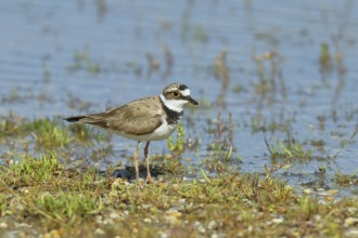 Little Ringed Plover (Charadrius dubius) adult bird standing on the lakeshore, Lake Neusiedl