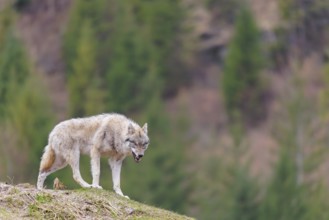 A grey wolf (Canis lupus lupus) growling on a hill on a cloudy day. A forest can be seen in the
