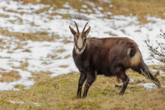 An adult male chamois (Rupicapra rupicapra) stands on a partially snow-covered meadow and looks