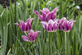 Tulips (Tulipa) in a flower bed, Lower Saxony, Germany, Europe