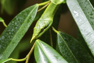 Rhinoceros ratsnake (Gonyosoma boulengeri) portrait, in a tree, captive, Germany, Europe