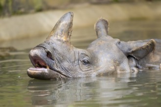 Square-lipped rhinoceros (Ceratotherium simum) swimming in the water, captive, Bavaria, Germany,