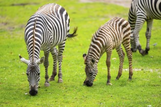 Plains zebra (Equus quagga) mother and foal standing on a meadow, Germany, Europe