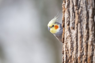Cockatiel (Nymphicus hollandicus) sitting on a tree trunk, Bavaria, Germany, Europe