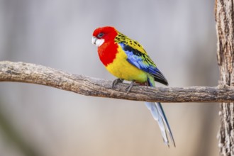 Eastern rosella (Platycercus eximius) sitting on a branch, Bavaria, Germany, Europe
