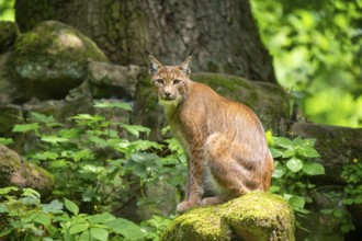 Eurasian lynx (Lynx lynx) sitting in a forest, Bavaria, Germany, Europe