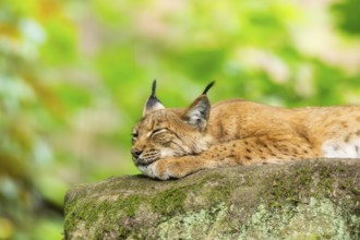 Eurasian lynx (Lynx lynx) lying in a forest, Bavaria, Germany, Europe