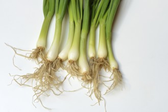 Spring onions with roots, onion
