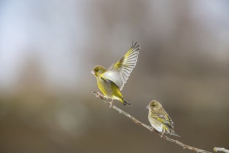 Greenfinch (Carduelis chöloris) Germany