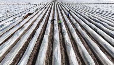 The first asparagus is harvested from a foil-covered asparagus field, Beelitz, 26/03/2024