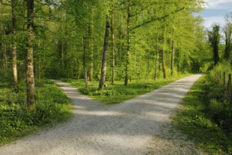 Forest road crossing in the canton of Thurgau, Switzerland, Europe