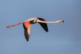 Greater flamingo (Phoenicopterus roseus), flight photo, side view, East Khawr / Khawr Ad Dahariz,