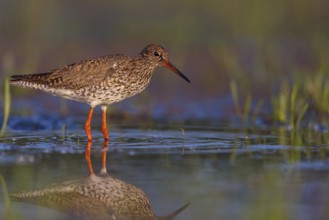 Common redshank (Tringa totanus), East Khawr / Khawr Ad Dahariz, Hungary, Europe