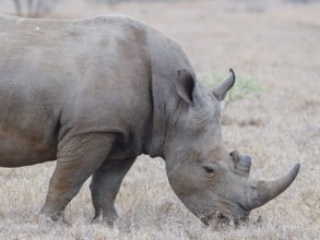 Southern white rhinoceros (Ceratotherium simum simum), adult male feeding on dry grass, with