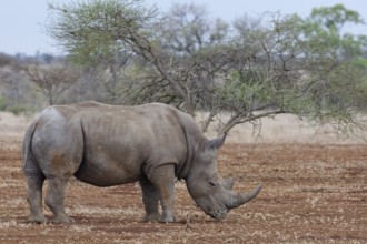 Southern white rhinoceros (Ceratotherium simum simum), adult male feeding on grass, foraging in dry