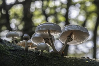 Ringed beech slime moulds (Oudemansiella mucida), Emsland, Lower Saxony, Germany, Europe