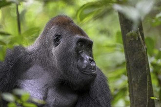 Western lowland gorilla (Gorilla gorilla gorilla), male, silverback, Baï-Hokou, Dzanga-Ndoki
