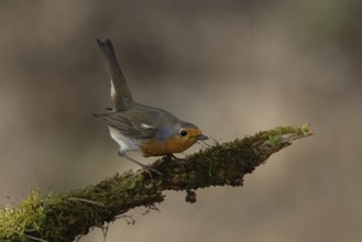 European robin (Erithacus rubecula) on a moss-covered branch, Austria, Upper Austria, Europe
