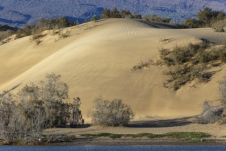 Nature reserve Dunes of Maspalomas, small lagoon La Charca de Maspalomas and sand dunes in the
