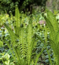 Vascular spore plant, fern in the forest, Berlin, Germany, Europe