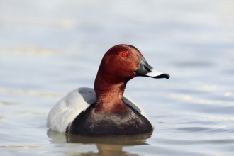 Common Pochard (Aythya ferina), male, Camargue, Provence, southern France