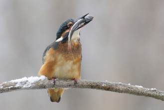 Common kingfisher (Alcedo atthis) with a fish on a snow-covered branch in winter, Lower Saxony,