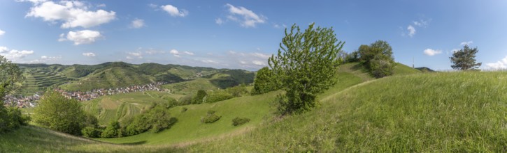 Haselschacher Buck and Badberg, extensive dry meadows and pastures, nature reserves in the