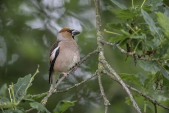 Hawfinch (Coccothraustes coccothraustes), Emsland, Lower Saxony, Germany, Europe