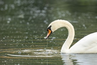 Mute swan (Cygnus olor), Rosensteinpark, Stuttgart, Baden-Württemberg, Germany, Europe