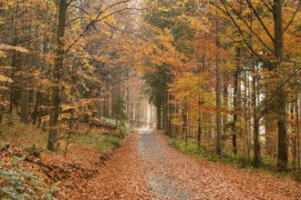 Landscape of a trail going through the forest in autumn in the bavarian forest