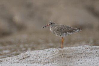 Common redshank (Tringa totanus) adult bird standing on a coastal mudflat, England, United kingdom
