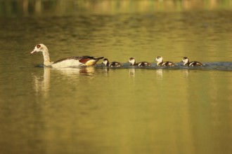 Egyptian goose (Alopochen aegyptiaca) with young on the water, Allgäu, Bavaria, Germany, Allgäu,