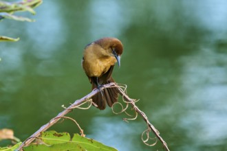 Grackle (Quiscalus quiscula), female sitting on a branch, spring, Wakodahatchee Wetlands, Delray