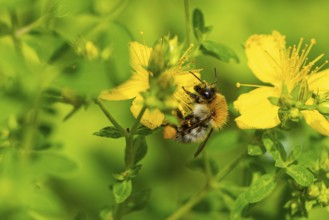 Honey bee (Apis) sitting on a yellow flower of Common St John's wort (Hypericum perforatum) in a